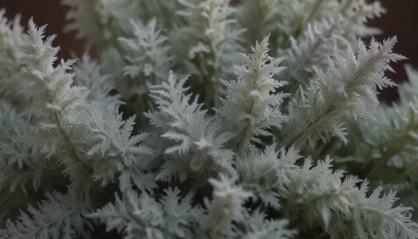 Comprehensive Guide to Growing and Caring for Dusty Miller Plants