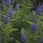 Maximizing the Potential of False Indigo: A Comprehensive Guide to Growing and Caring for This Beautiful Perennial