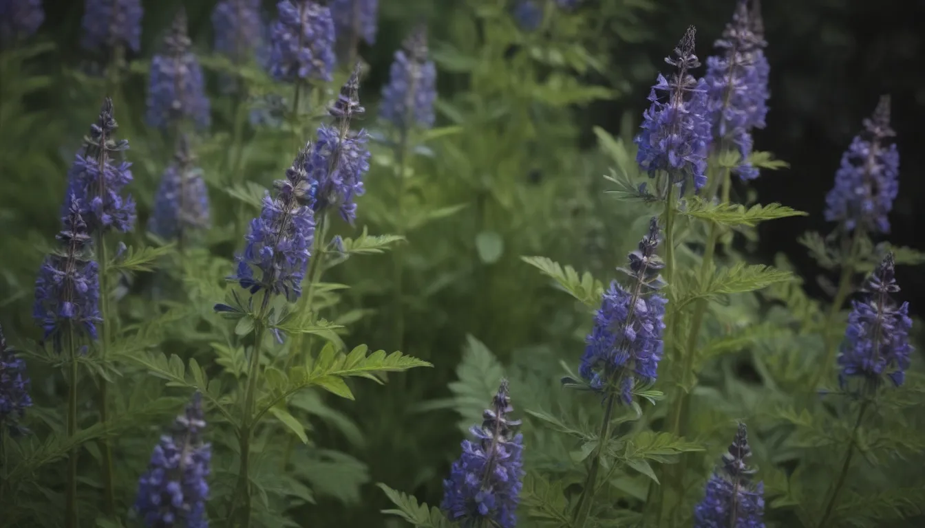 Maximizing the Potential of False Indigo: A Comprehensive Guide to Growing and Caring for This Beautiful Perennial