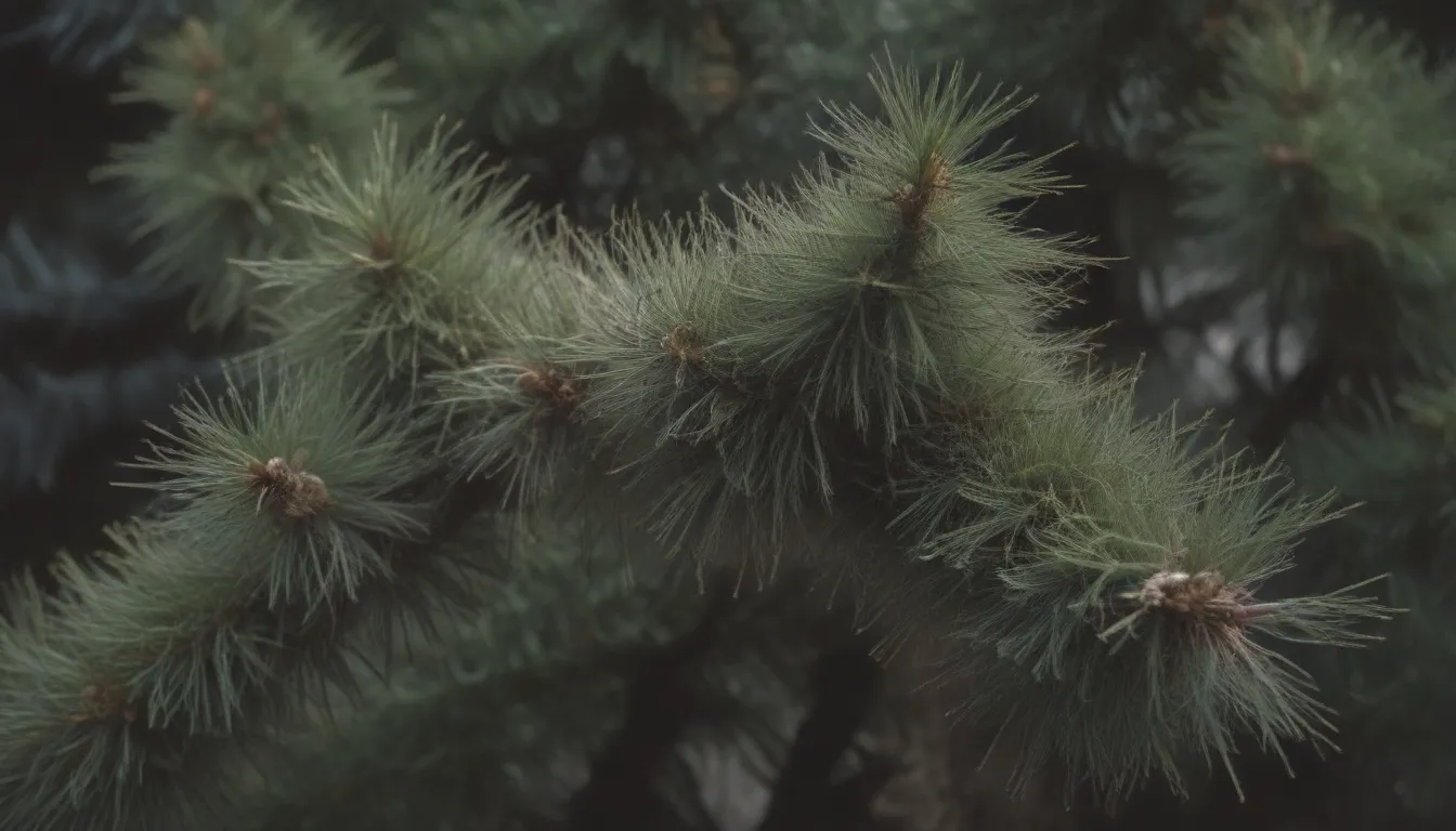 Growing and Caring for Japanese Black Pine: Everything You Need to Know