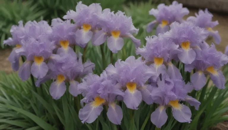 How to Grow and Care for Japanese Iris: A Comprehensive Guide for Gardening Enthusiasts