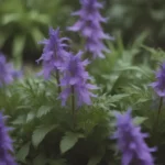 The Complete Guide to Growing and Caring for Lobelia