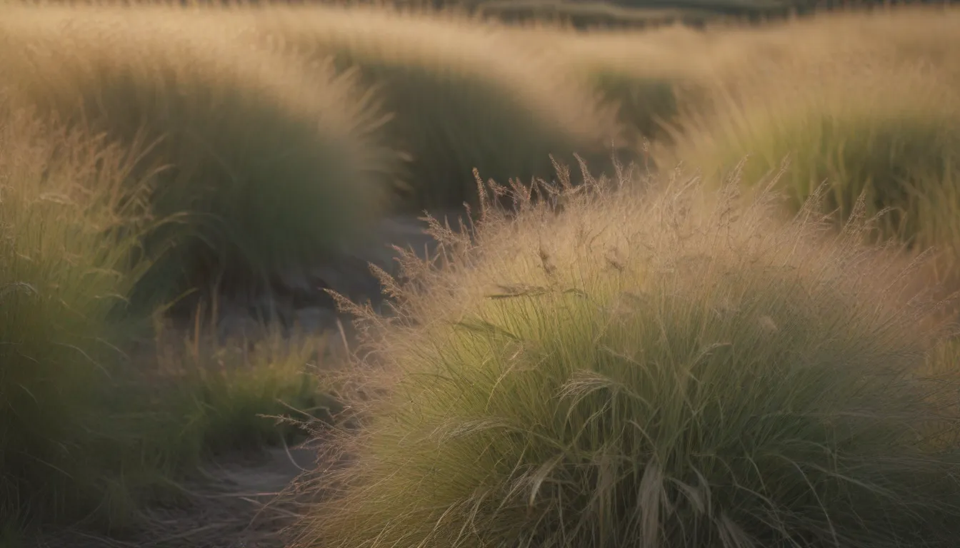 Everything You Need to Know About Growing and Caring for Prairie Dropseed