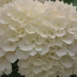 How to Grow and Care for Vanilla Strawberry™ Hydrangea: A Complete Guide