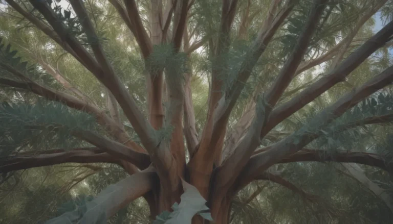 Everything You Need to Know About Growing and Caring for Eucalyptus Trees