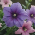 The Ultimate Guide to Growing and Caring for Balloon Flowers