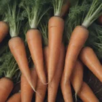 The Ultimate Guide to Growing and Caring for Carrots