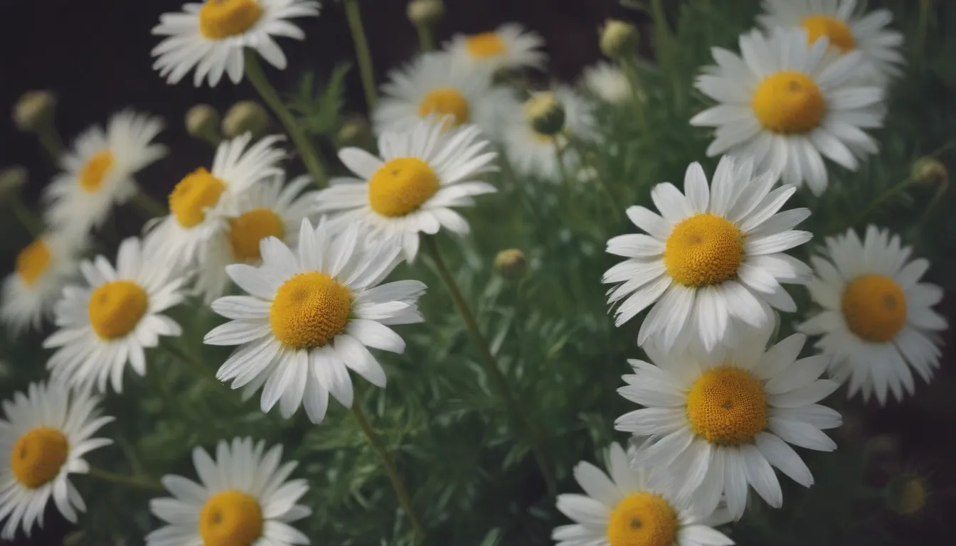 The Ultimate Guide to Growing and Caring For Chamomile