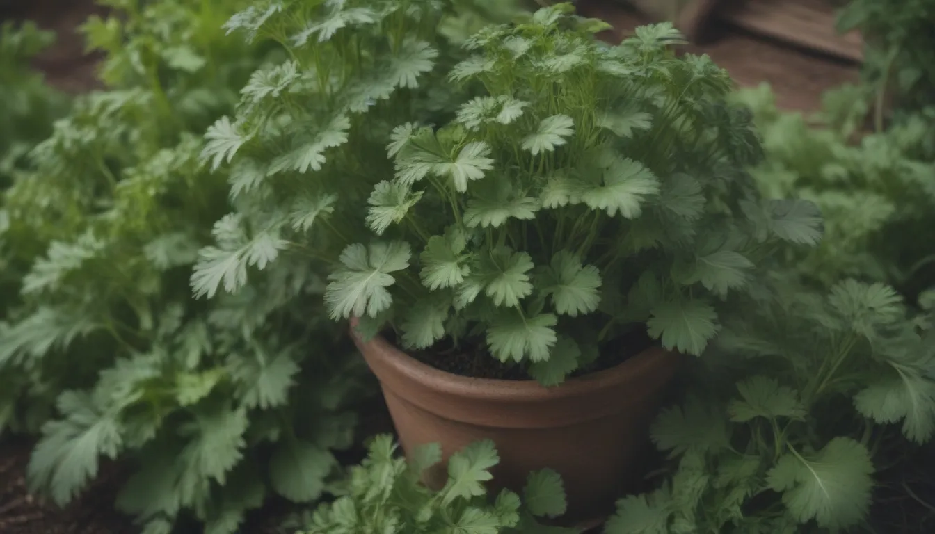 The Ultimate Guide to Growing Cilantro From Seeds