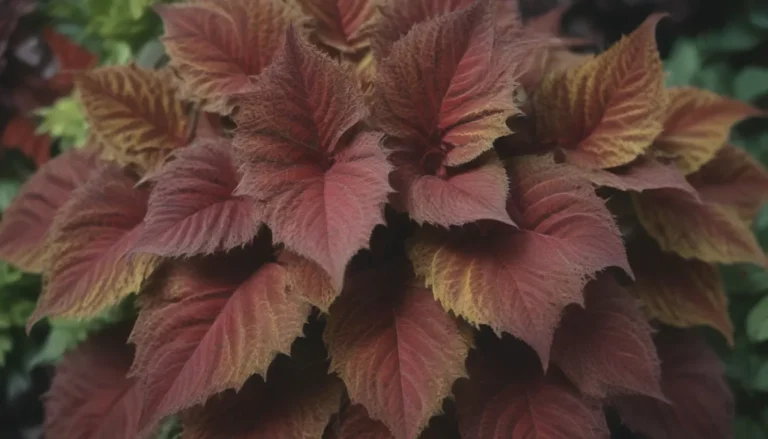 Ultimate Guide to Coleus Plants: Care & Growing Tips