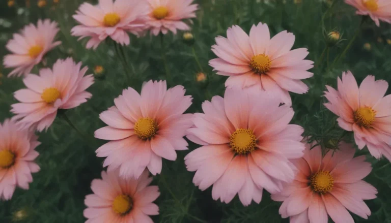 The Ultimate Guide to Growing and Caring for Cosmos Flowers