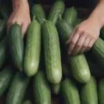 Maximizing Your Cucumber Harvest: The Ultimate Guide to Growing Cucumbers Vertically