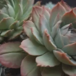 Comprehensive Guide to Growing Echeveria (Top Succulent Tips)