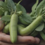 Comprehensive Guide to Growing and Caring for Fava Beans