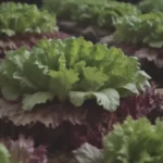 Mastering the Art of Growing Lettuce: A Comprehensive Guide