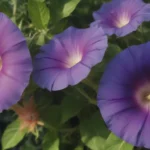 Comprehensive Guide to Growing and Caring for Morning Glory