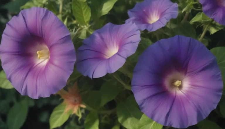 Comprehensive Guide to Growing and Caring for Morning Glory