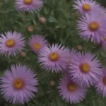 Ultimate Guide to Growing and Caring for New England Asters