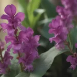 The Comprehensive Guide to Growing and Caring for Purple Hyacinth Bean