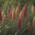 The Complete Guide to Growing and Caring for Quinoa