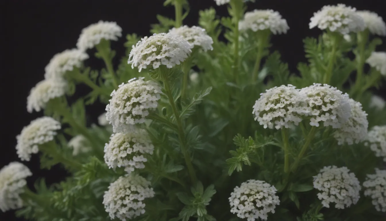 The Ultimate Guide to Growing and Caring for Sweet Alyssum