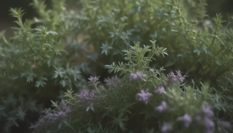 Thyme: A Comprehensive Guide to Growing and Caring for this Versatile Herb