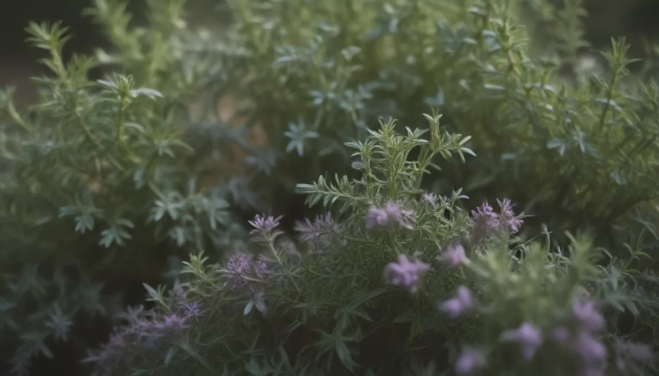 Thyme: A Comprehensive Guide to Growing and Caring for this Versatile Herb