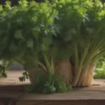 Tips for Harvesting Parsley Without Damaging the Plant