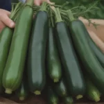 The Complete Guide to Harvesting Zucchini