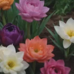 The Ultimate Guide to Planting Beautiful Flower Bulbs