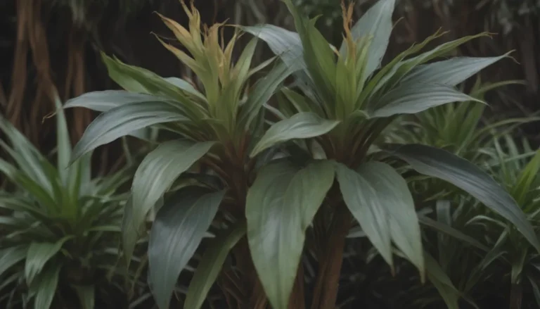 Your Guide to Propagating Dracaena Plants