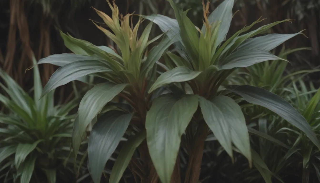 Your Guide to Propagating Dracaena Plants