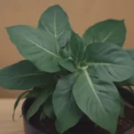 How to Successfully Propagate a Swiss Cheese Plant: A Comprehensive Guide