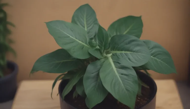 How to Successfully Propagate a Swiss Cheese Plant: A Comprehensive Guide