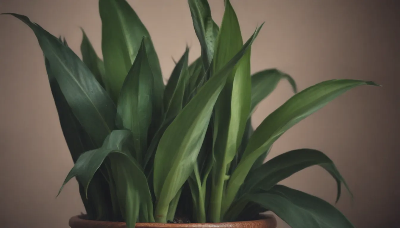 How to Successfully Repot a Snake Plant