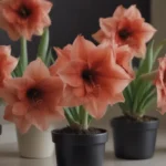 Comprehensive Guide to Storing and Caring for Amaryllis Bulbs