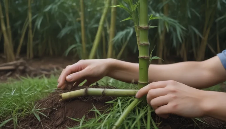 The Ultimate Guide to Successfully Transplanting Bamboo