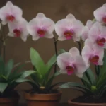 The Essential Guide to Orchid Watering Techniques