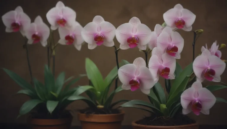 The Essential Guide to Orchid Watering Techniques