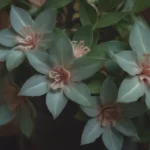 The Complete Guide to Growing and Caring for Hoya Rosita