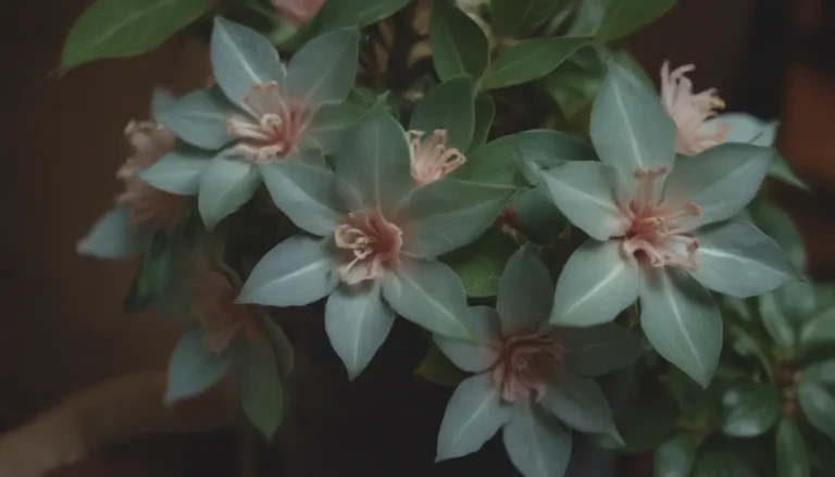 The Complete Guide to Growing and Caring for Hoya Rosita