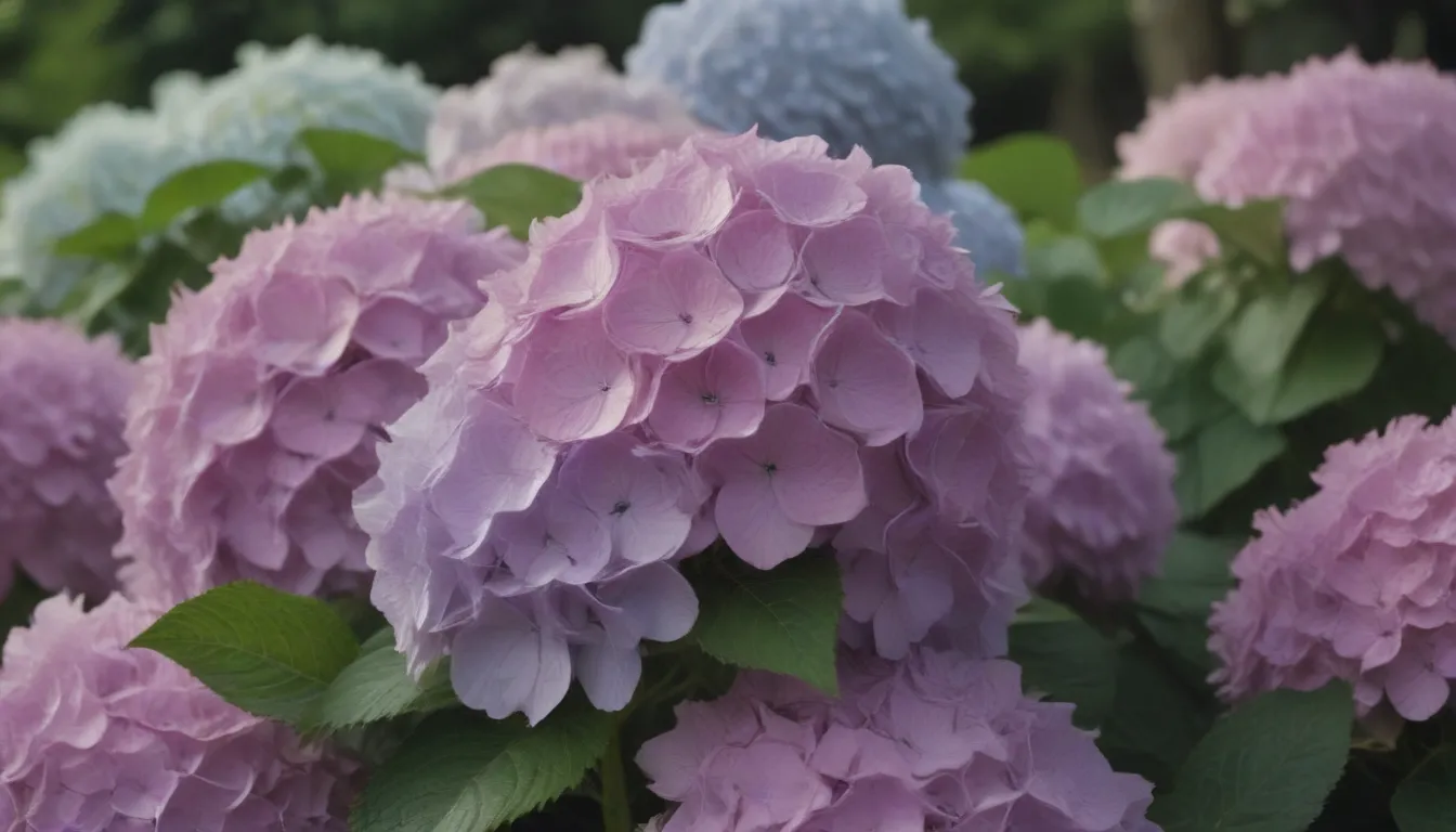 The Ultimate Guide to Growing and Caring for Smooth Hydrangeas