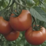 A Comprehensive Guide to Tomato Diseases: Identification, Treatment, and Prevention