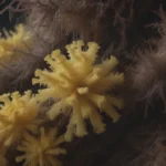 Everything You Need to Know About Dog Vomit Slime Mold