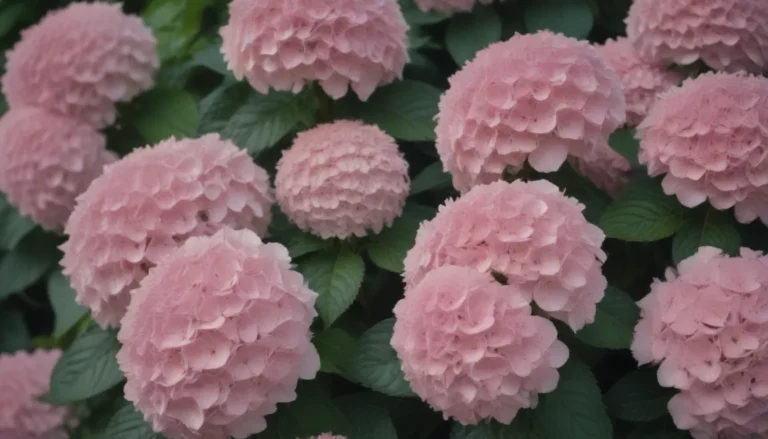 Everything You Need to Know About Growing and Caring for ‘Invincibelle Spirit’ Hydrangeas