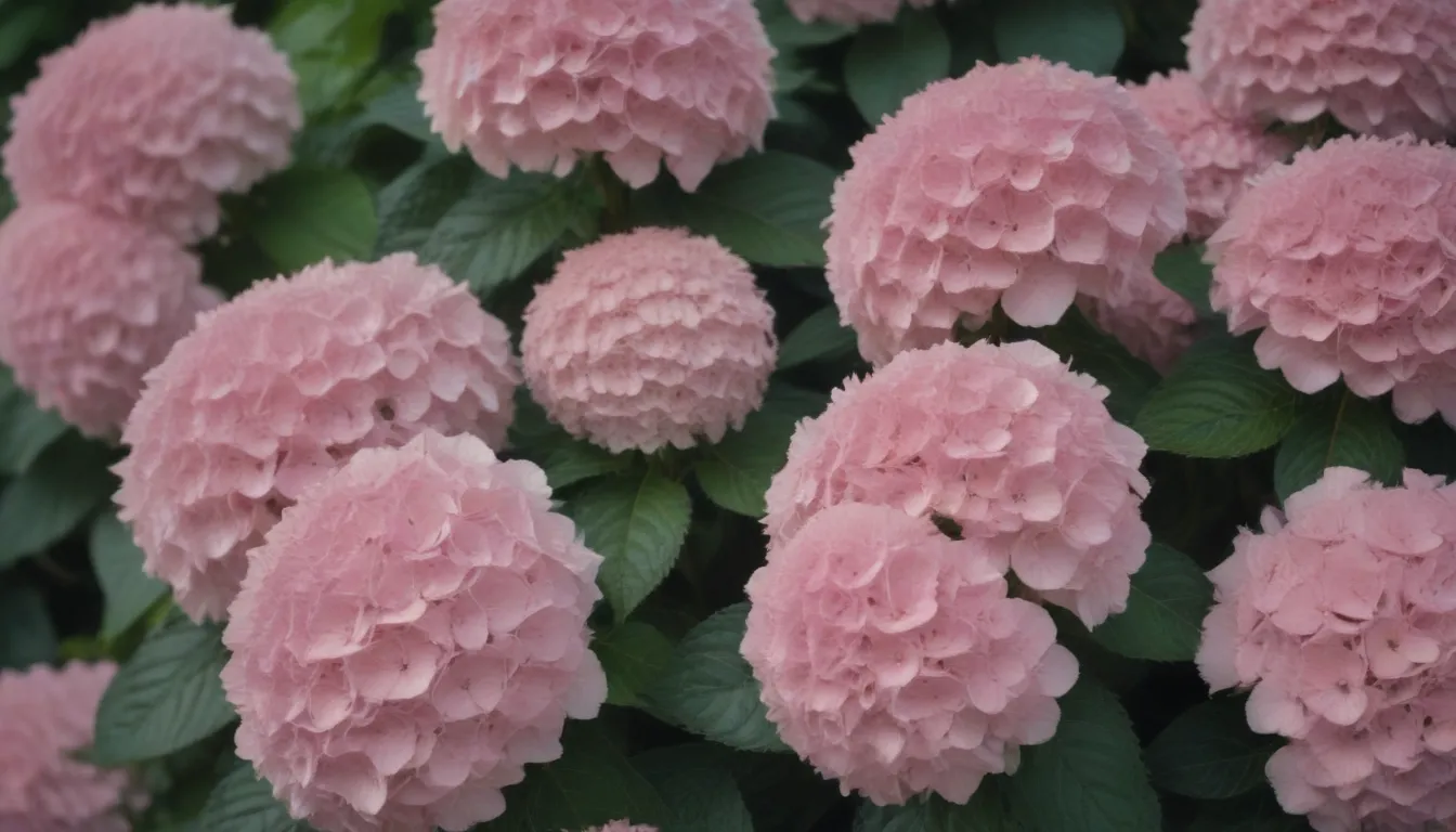 Everything You Need to Know About Growing and Caring for 'Invincibelle Spirit' Hydrangeas