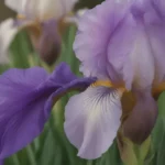 Unveiling the Beauty of Iris: A Comprehensive Guide to Growing and Caring for Different Varieties