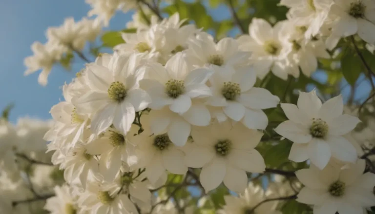 Everything You Need to Know about Growing and Caring for Ivory Halo Dogwood