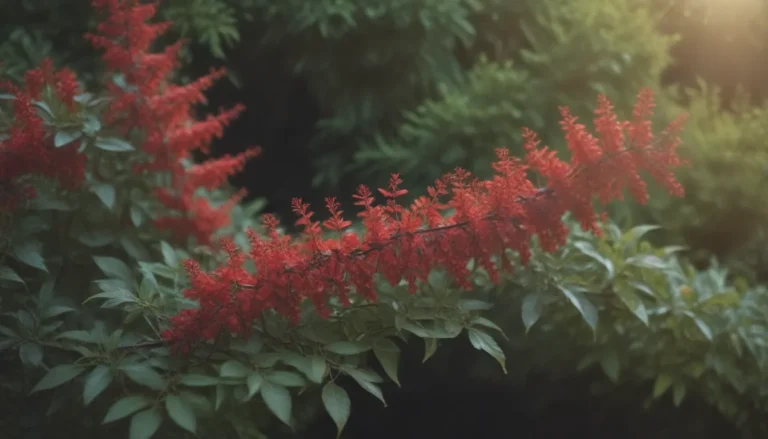 The Ultimate Guide to Growing and Caring for Japanese Barberry