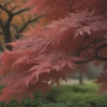 Everything You Need to Know About Growing and Caring for Japanese Maple Trees